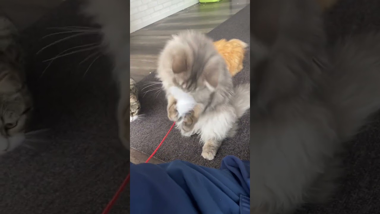 子猫販売☆ねこランド春日部西口店　　　　　　　　【泥棒ねこ？】#猫動画 #サイベリアン #ねこ #子猫　#shorts #ねこじゃらし #スコティッシュフォールド