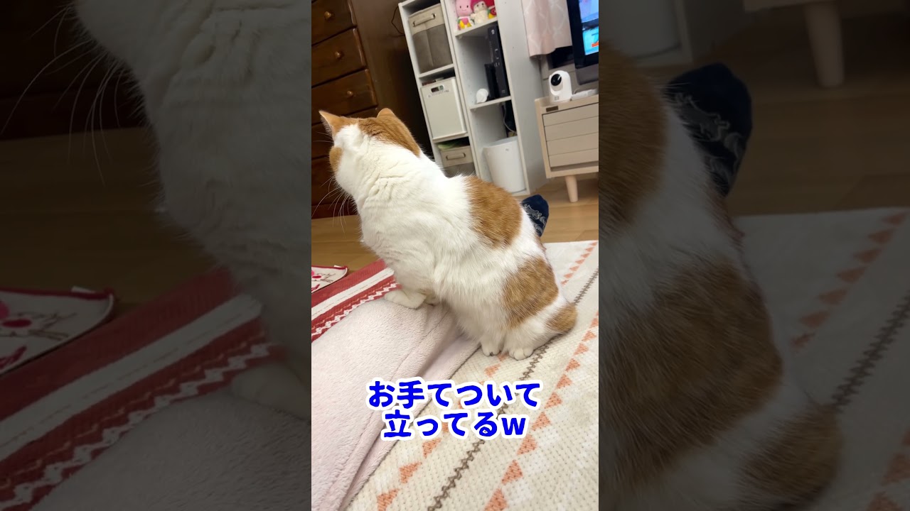 宅配便が来たときのねこ【短足マンチカン】#657
