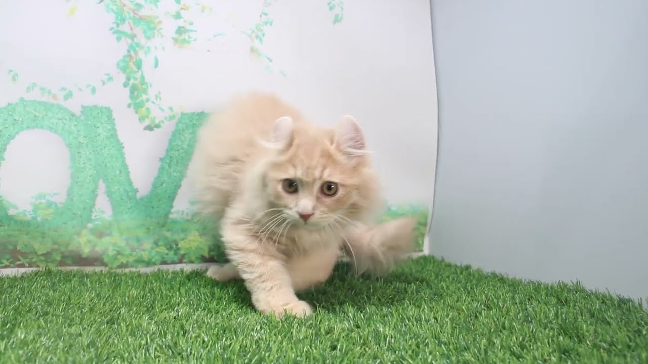 Coo&RIKU　No623601　アメリカンカール