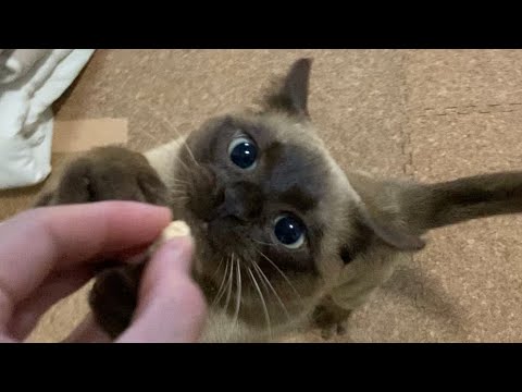 トンキニーズ 【2023/03/08】