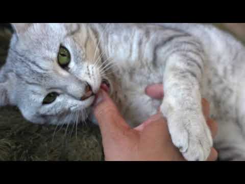 後半2 マウ くん ♂(エジプシャンマウ) 7歳少しビビりですが、慣れれば甘えん坊さんに！保護猫カフェ駒猫