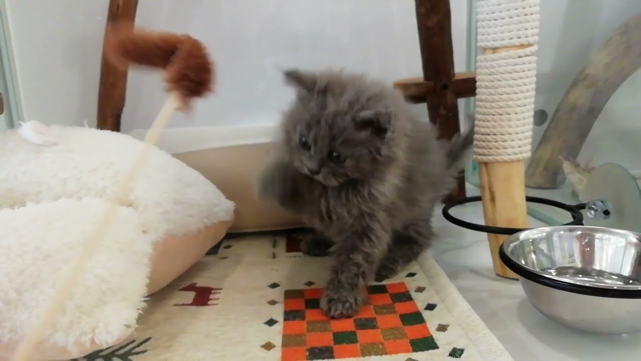 セルカークレックス 女の子 2022/12/29生まれ