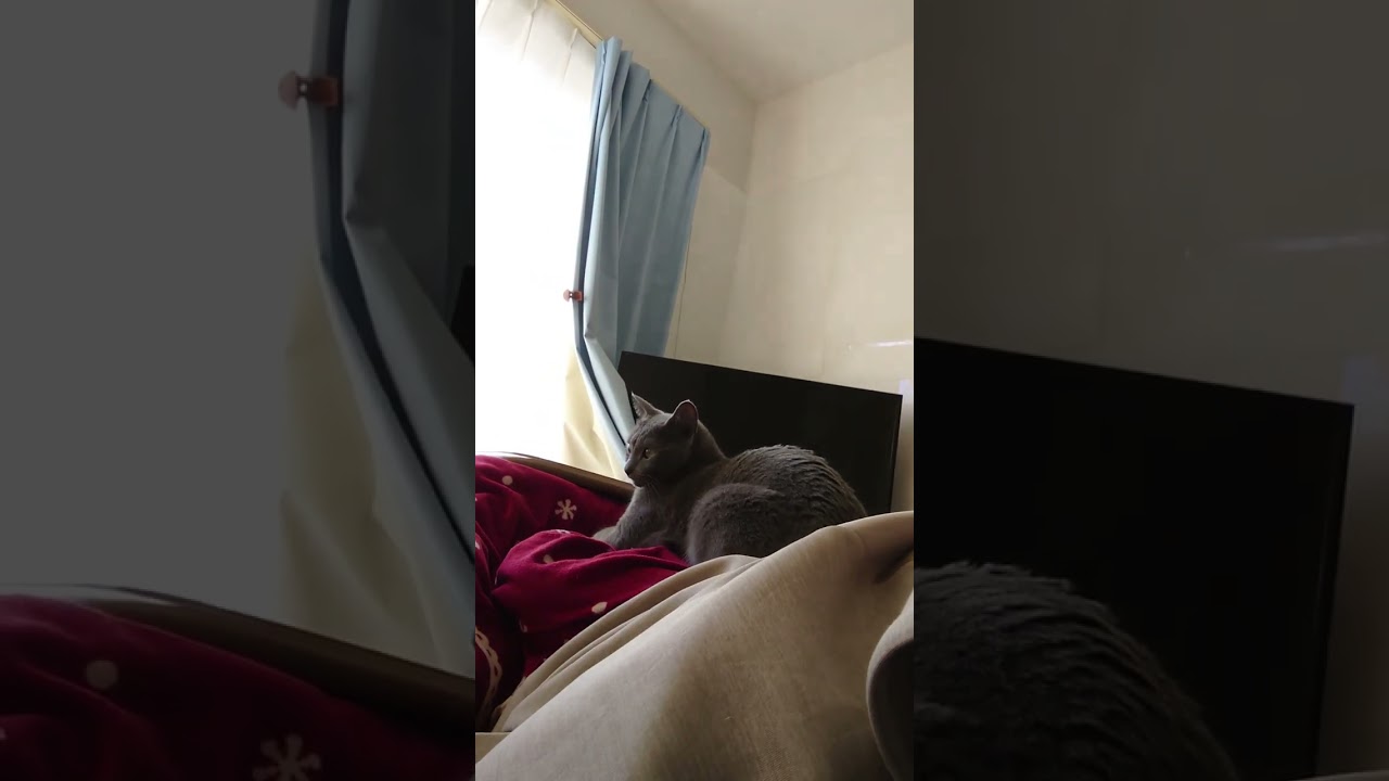 【猫動画】嫁が揺れても動じないロシアンブルー【russianbule】#shorts　Russian blue that does not move even when shaken