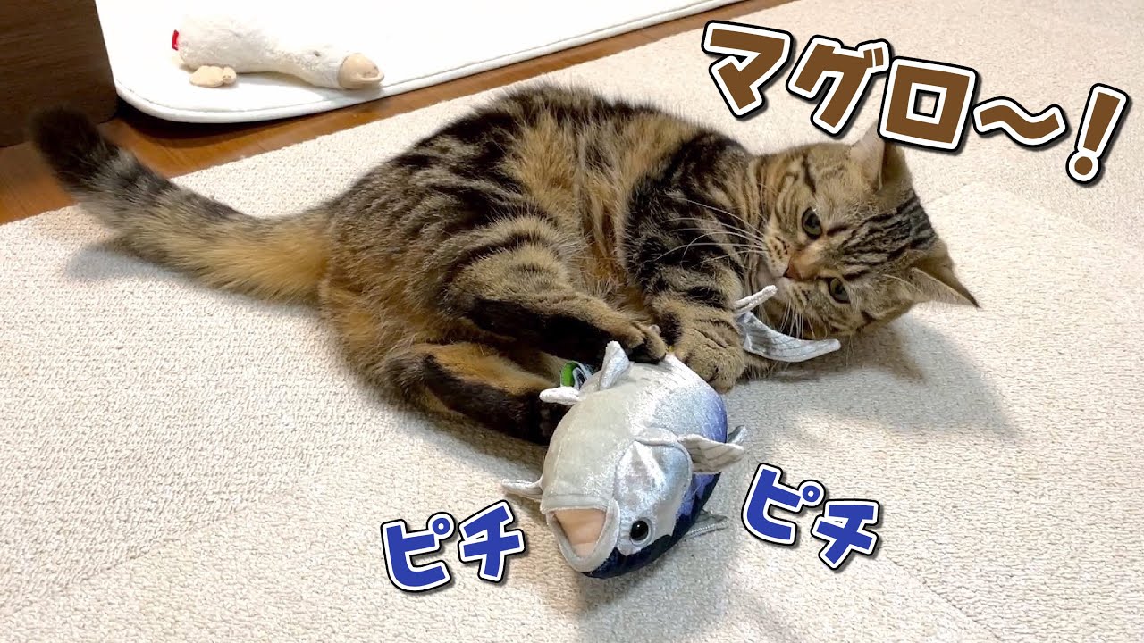 刺身しか知らない猫にリアルなマグロをプレゼントしてみたらこうなりました！