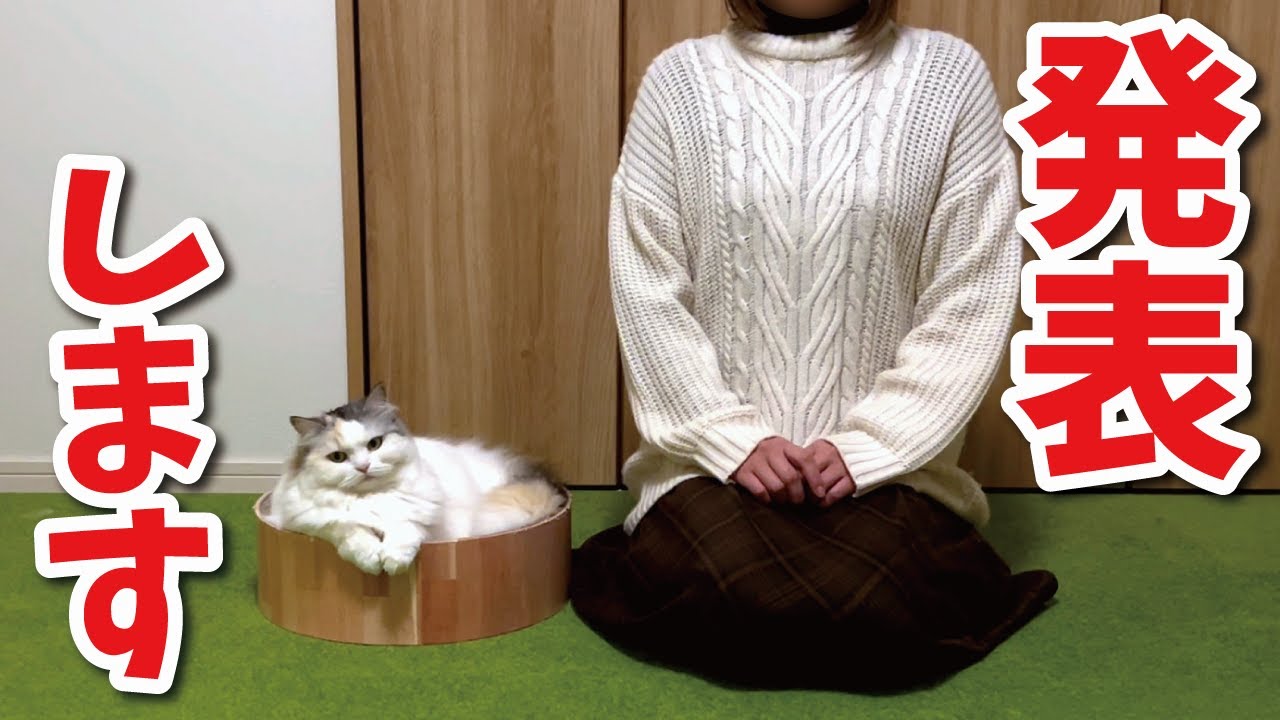 猫の一生にかかる○○を発表いたします【関西弁でしゃべる猫】