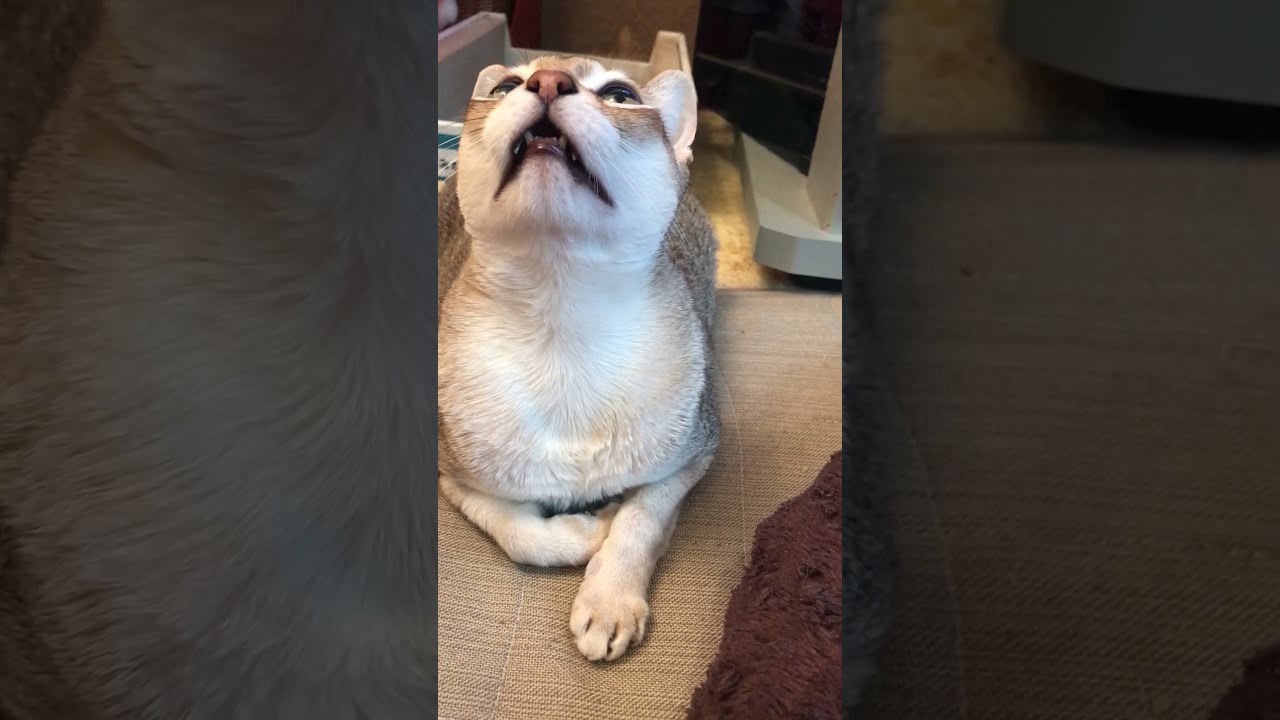 歯と牙が丸見えになっているシンガプーラなのにゃ♪