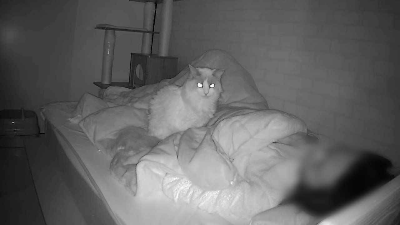 飼い主が寝ている間にラグドール猫は何をしてる…？ペットカメラで盗撮してみたら結果がかわいすぎた。
