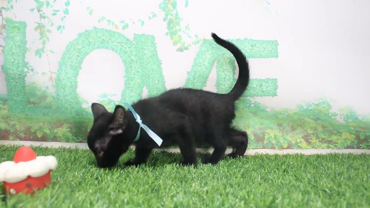 Coo&RIKU　No623732　ボンベイ