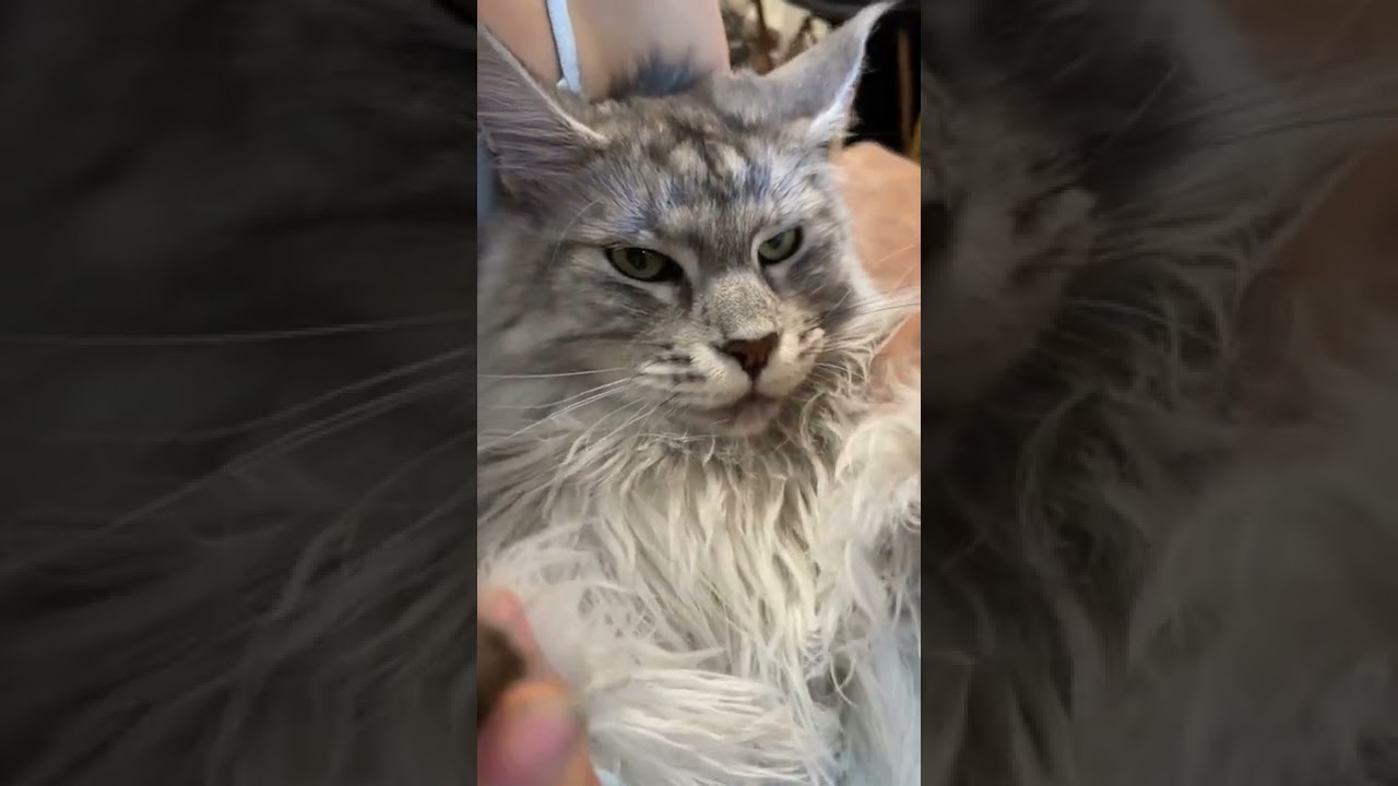 【メインクーン】韓流な感じに?メイクした猫 #shorts