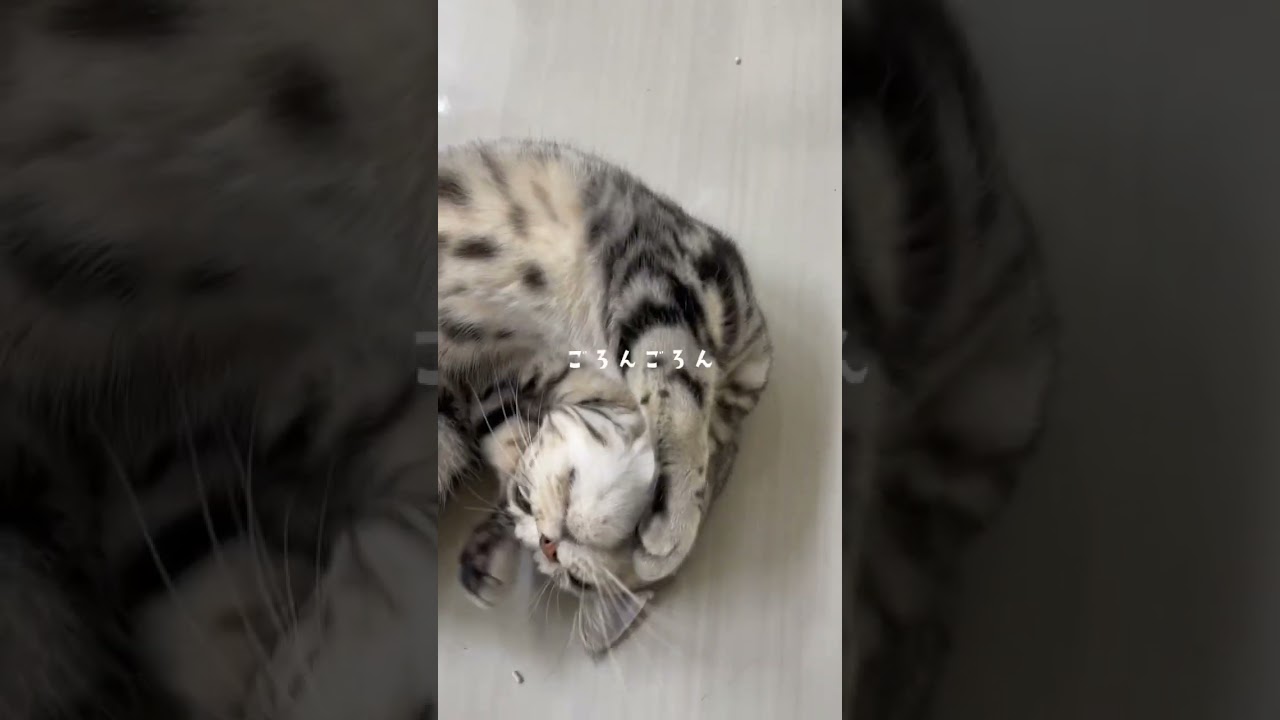 ごろりん♡#アメリカンショートヘア #アメショ #あめしょ#猫 #猫好きさんと繋がりたい #猫動画 #猫のいる暮らし #猫癒し動画 #癒されたい #かわいい#cat #ペットモデル大募集