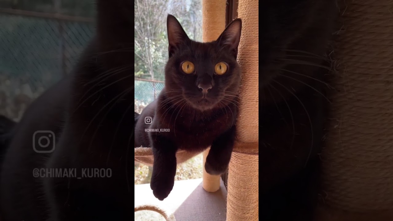 【猫】なんすか？