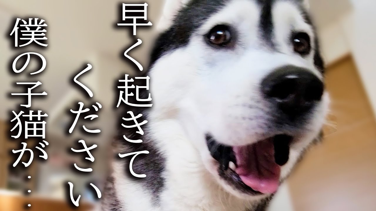 早朝にクンクンと何かを訴える犬について行くと子猫が...