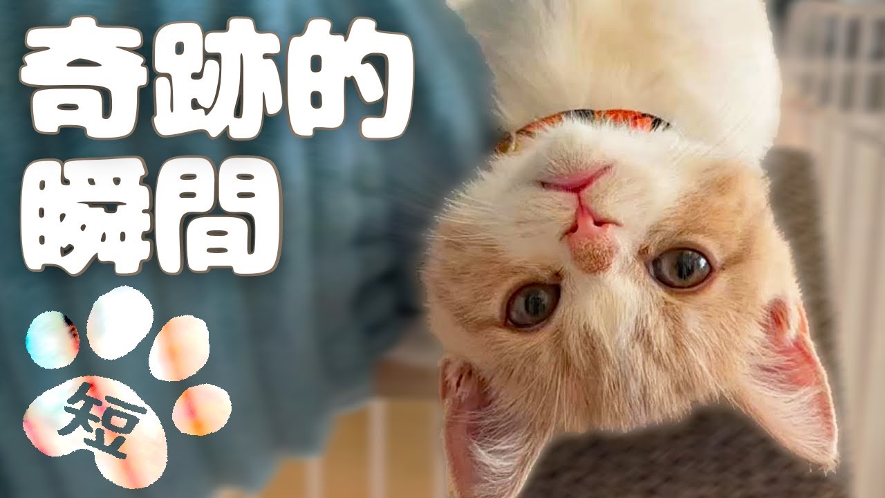 ミヌエット子猫とマンチカン 奇跡の瞬間をスクープしました