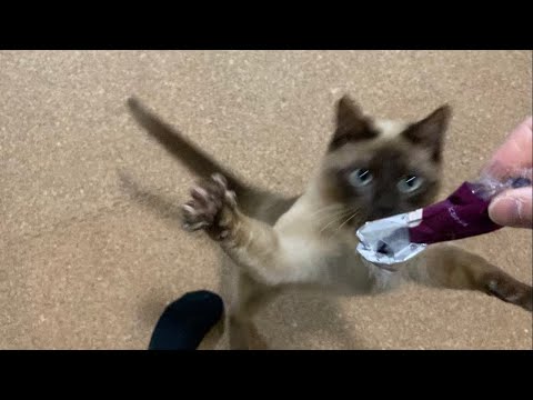 トンキニーズ 【2023/03/07】