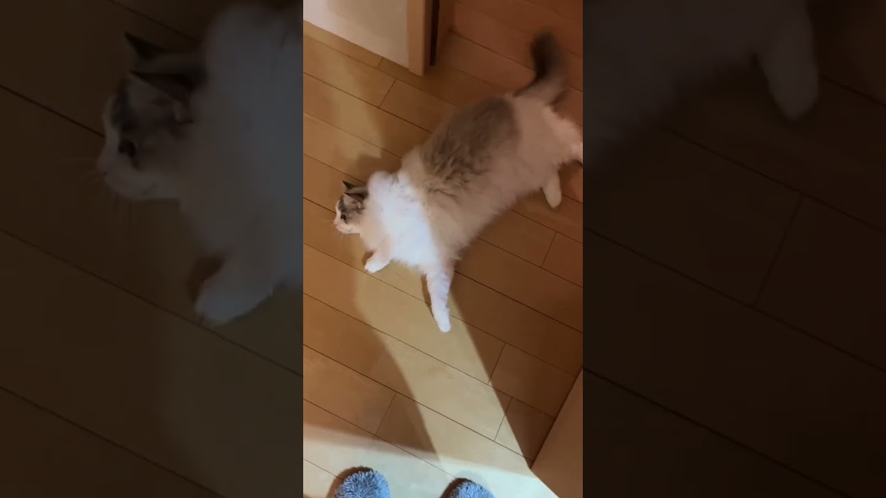 猫のモーニングルーティン#ラグドール #猫 #モーニングルーティン
