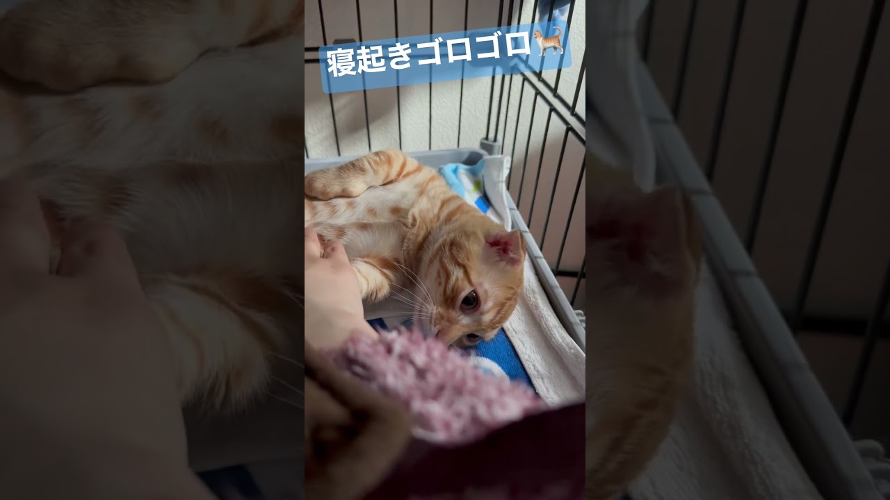 全力癒し。寝起きのコモドン🐈 #キンカロー #猫 #子猫 #猫のいる暮らし #catlover #cat #catvideos #고양이 #catlovers #catvideo