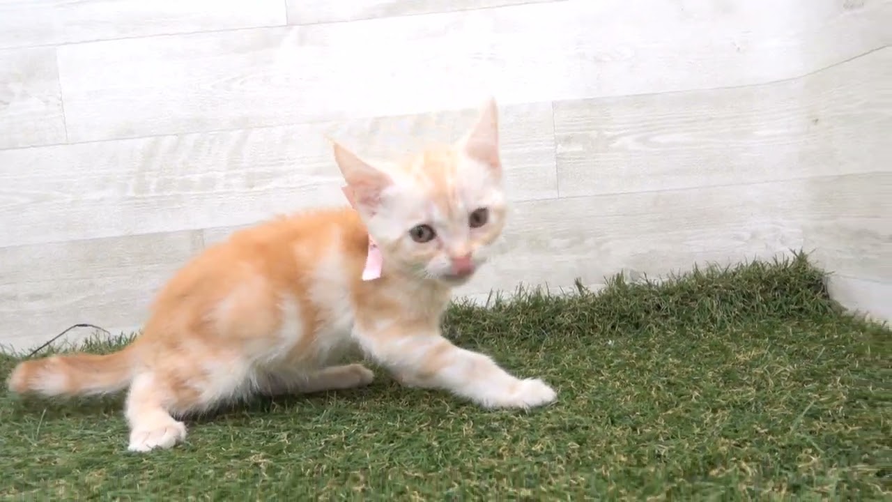 Coo&RIKU　No00616764 アメリカンショートヘアー