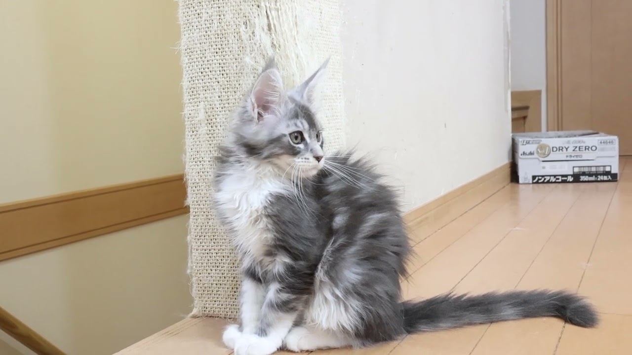 生後3ヶ月ブルーのメインクーン子猫マリアちゃん
