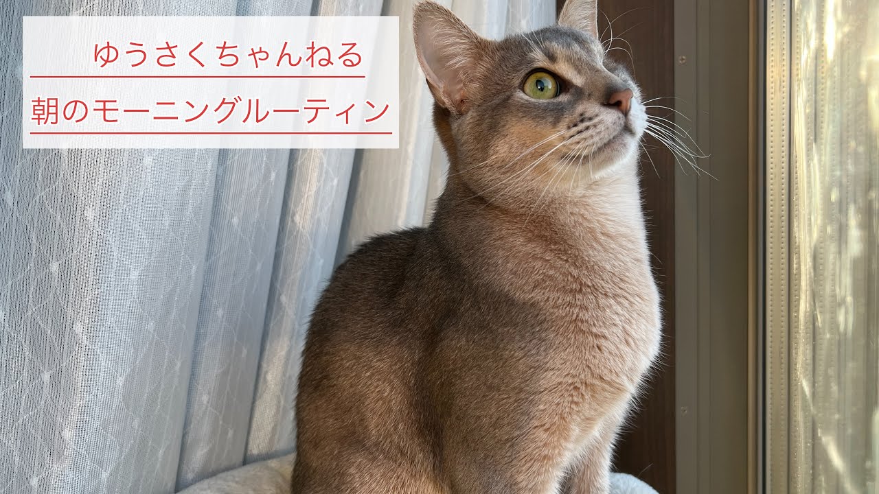 我が家の毎朝のモーニングルーティンだニャ　アビシニアンとソマリ　Abyssinian &Somali