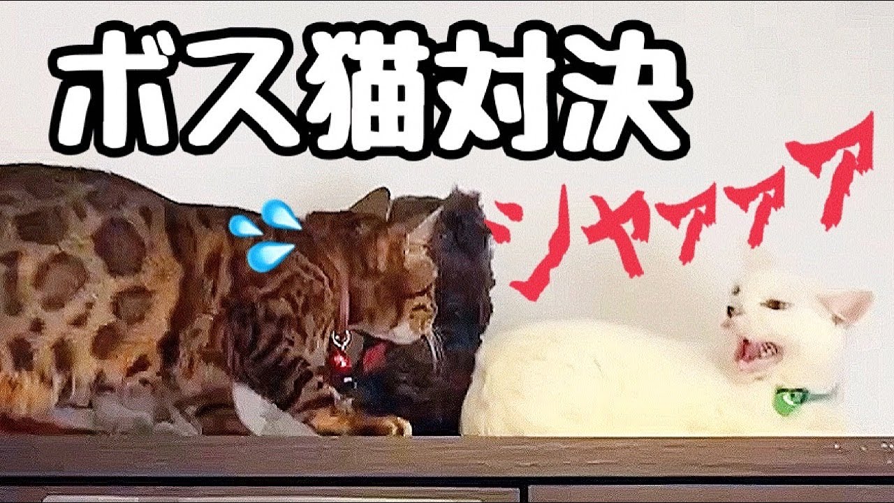 女王猫が実家の最強ボス猫に挑むも10秒でノックアウト