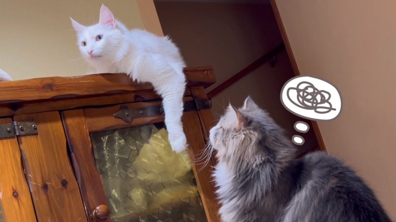 【元気もりもり】キキにちょっと意地悪しちゃった…。元気すぎるノルウェージャンフォレストキャットw