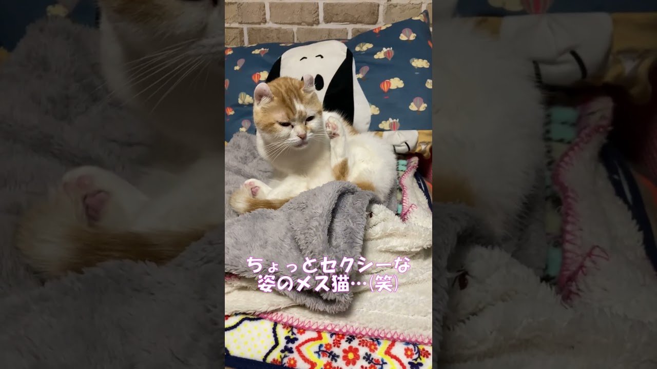 この猫の視線の先には #shorts  #猫 #アメリカンカール #cat