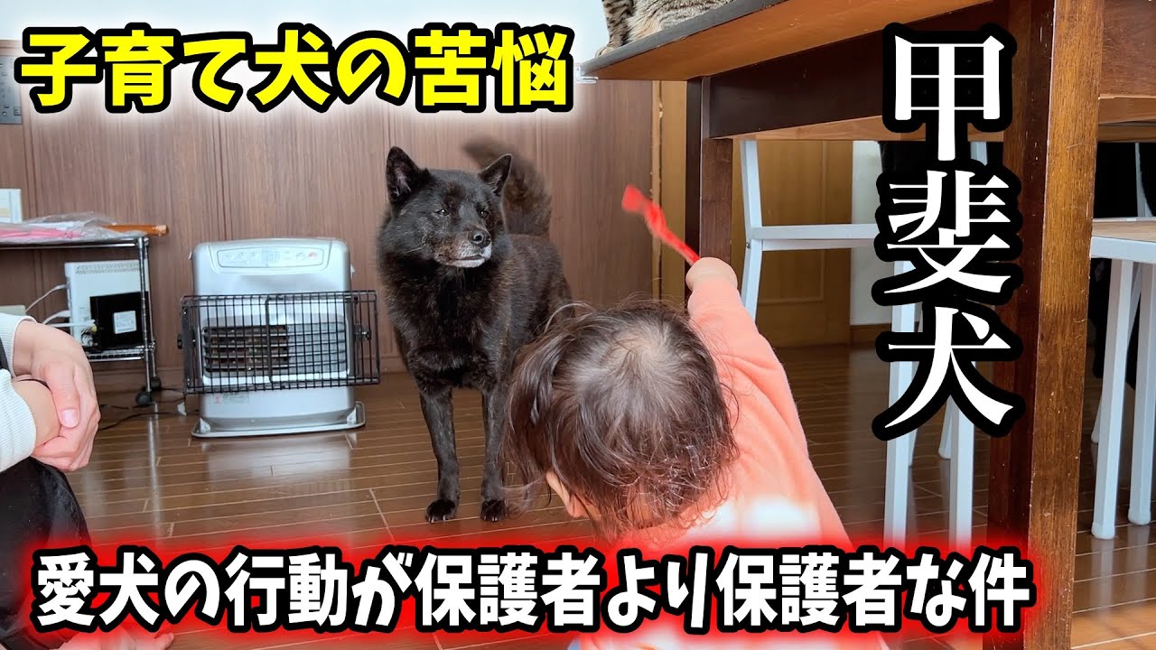 【子育て犬の苦悩】愛犬の行動が保護者より保護者な件