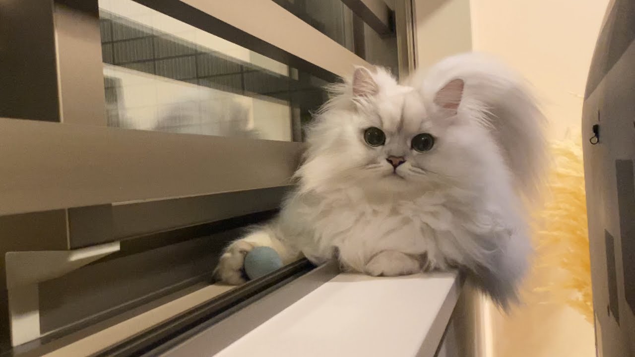 猫とボール遊びたら案外上手で楽しすぎました