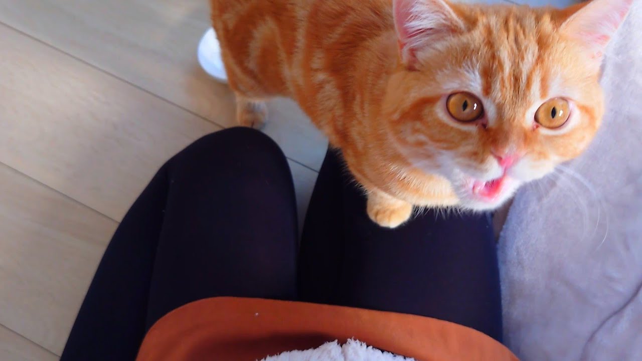はじめてチュールを食べた子猫が可愛すぎた…笑