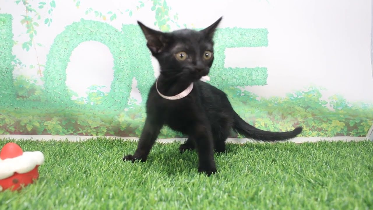 Coo&RIKU　No623731　ボンベイ