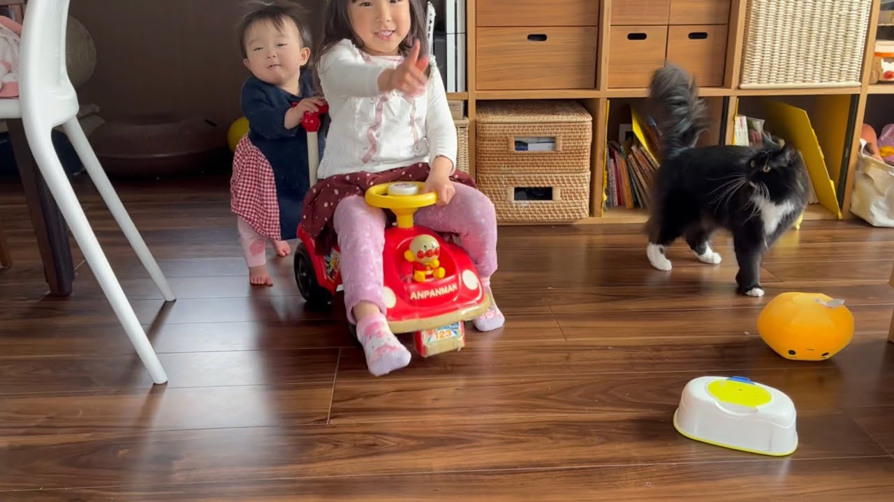 赤ちゃんの歩行訓練に付き合う猫　ラガマフィン　Cat watching baby's walking training