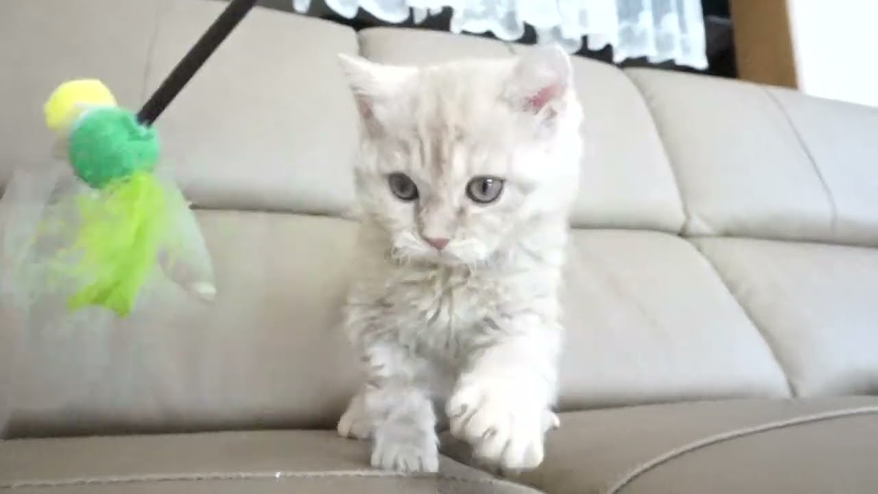 セルカークレックス子猫　2023.1.5産まれ 　クリーム　女の子　シーダキャット猫のお店　Selkirk Rex