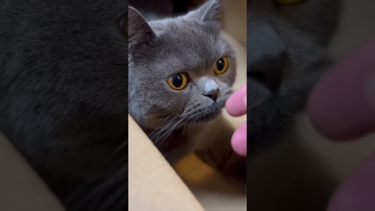 箱入りにゃんこな猫#shorts #猫 #ブリショー #ブリティッシュショートヘア