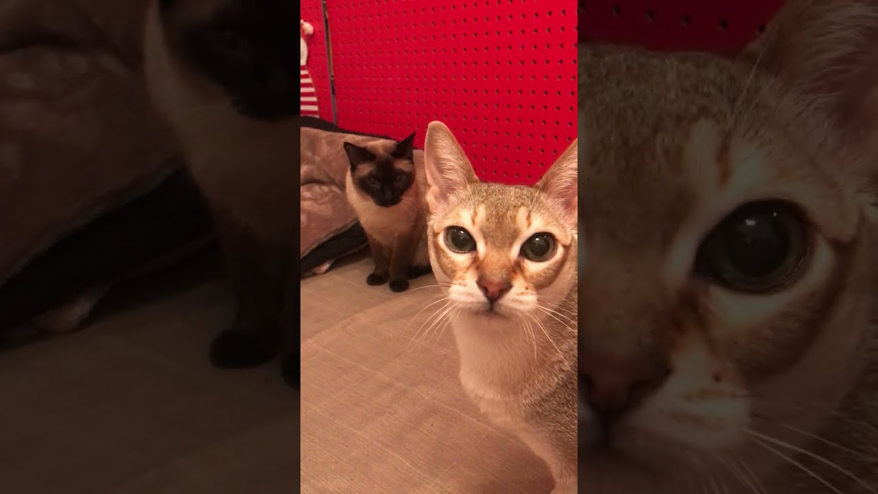 飛び出してきた同居猫にビックリのたぬき猫なのにゃ♪