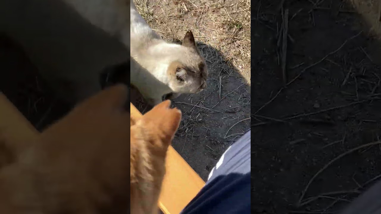 【今日のシャムちゃん 077】とんとんリズムよくやってくるシャム猫