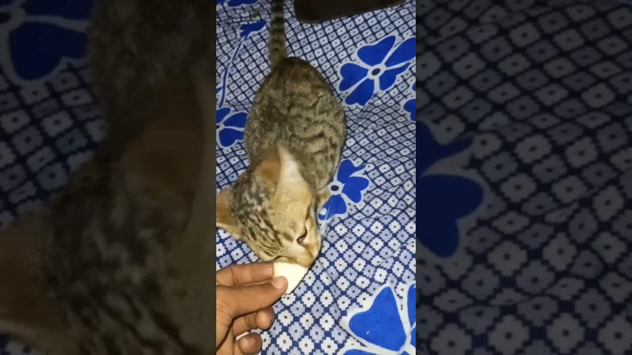 cat funny video। 💕💕💕👌👌🔥🔥cat nice video। #ytshorts #trending #shorts #short #viral