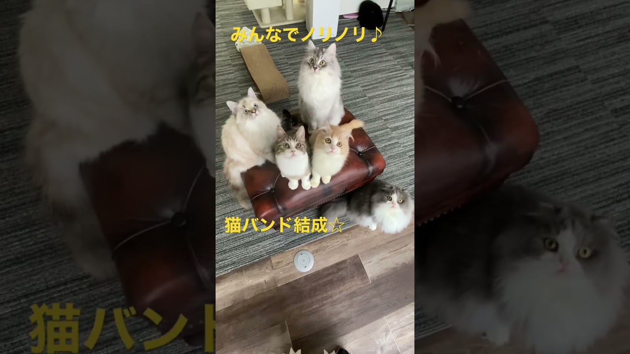 【猫バンド結成！】 #猫 #shorts  #子猫 #cat #ねこ #サイベリアン #スコティッシュフォールド #ミヌエット#TheBiscats