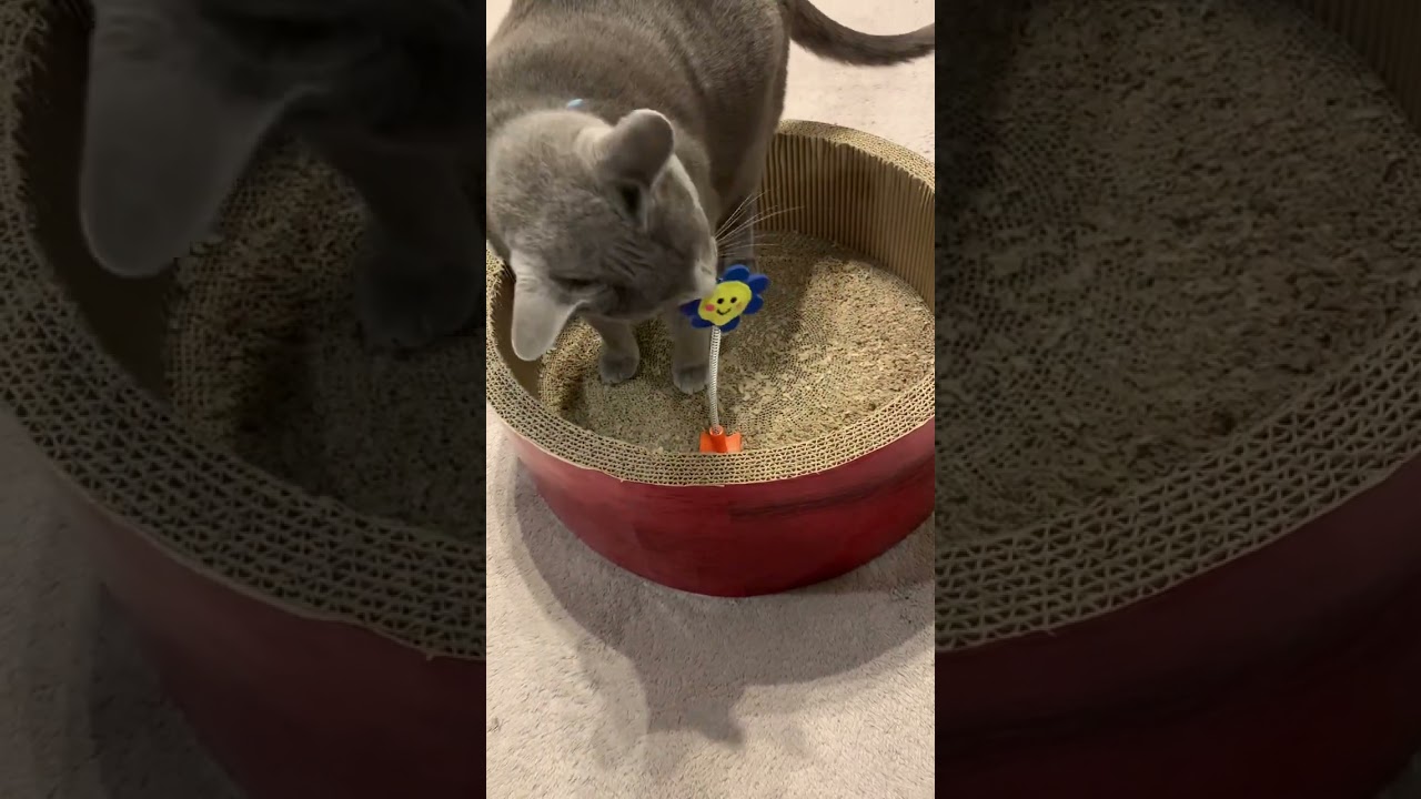 新しいおもちゃ買ってもらったその①😺#shorts #ねこ #ロシアンブルー #russianblue #cat