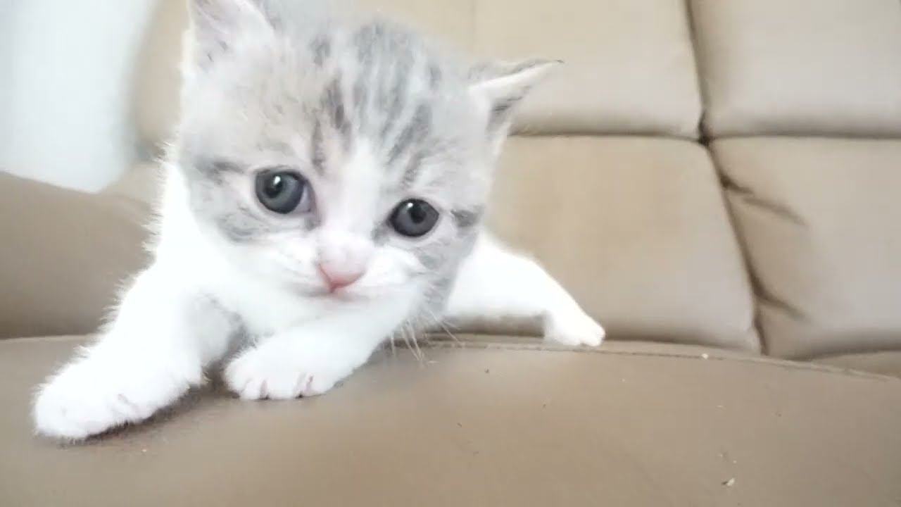 ブリティッシュショートヘアー子猫　British Shorthair　2023.2.12産まれ　ブルータビー　男の子　シーダキャット猫のお店