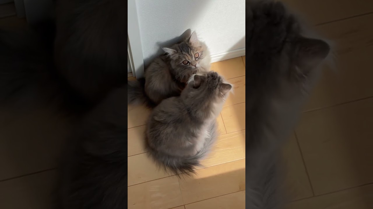 日向ぼっこ中するソックリなラガマフィン姉妹 #ラガマフィン #猫のいる暮らし #子猫動画