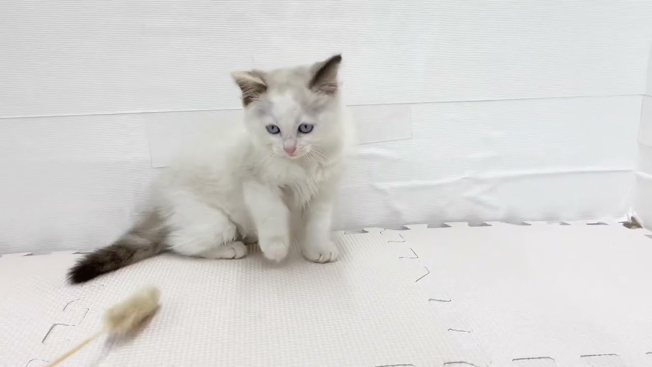 【3/14撮影】猫じゃらしを捕まえようと一生懸命なラグドール！