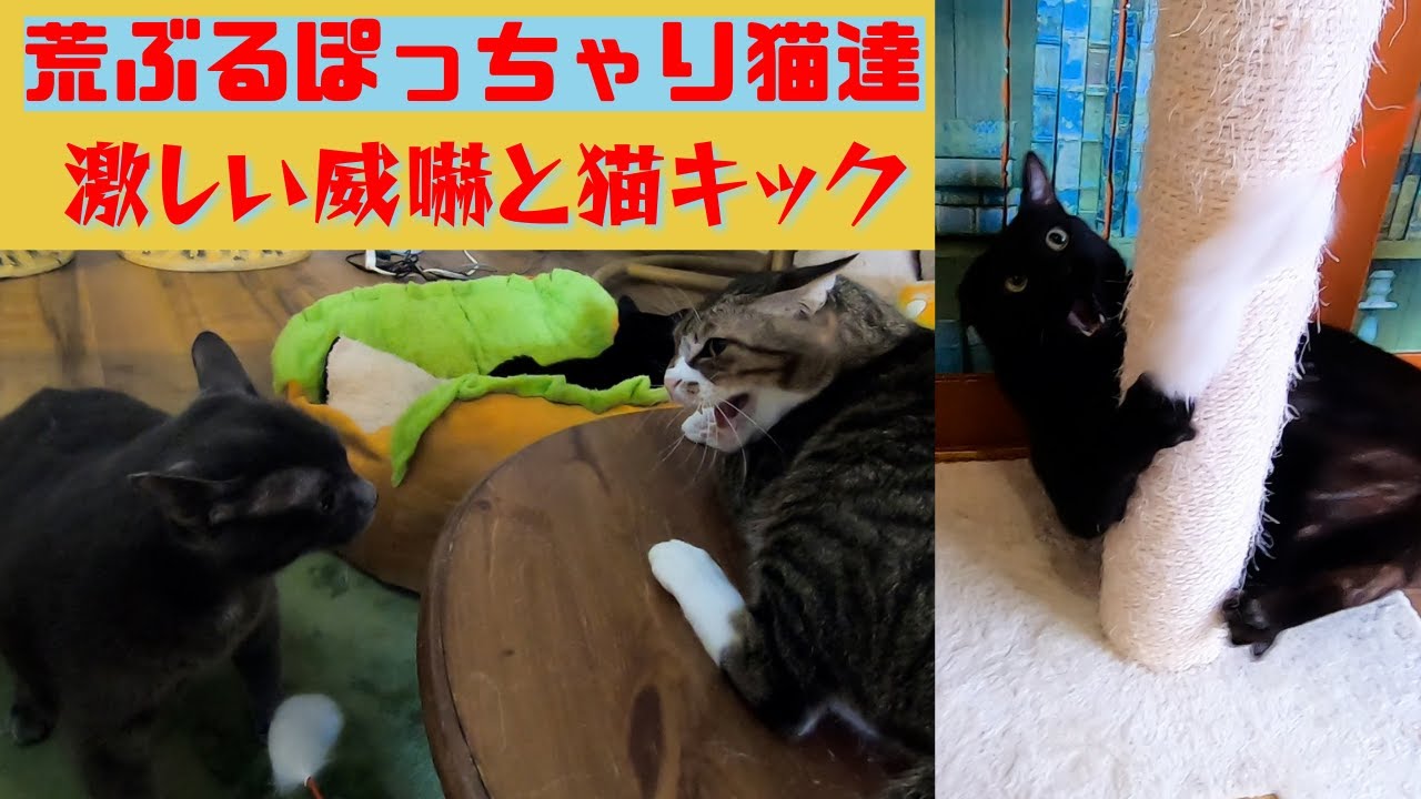 シャルトリューに似たグレー猫の威嚇と喧嘩と荒ぶる黒猫　ぽっちゃりボディが可愛い（保護猫カフェウリエル）梅田　plump black cat and chartreux