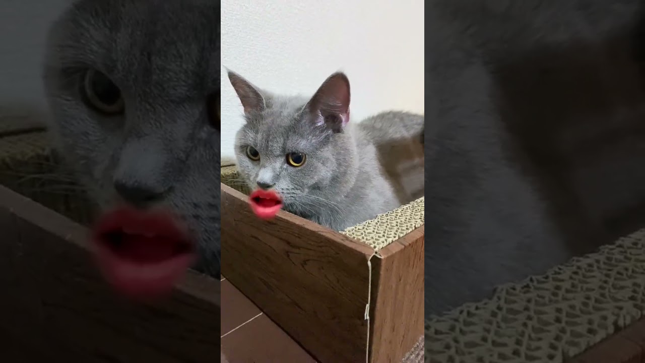 歌をうたっちゃう猫さん#猫#ブリティッシュショートヘア