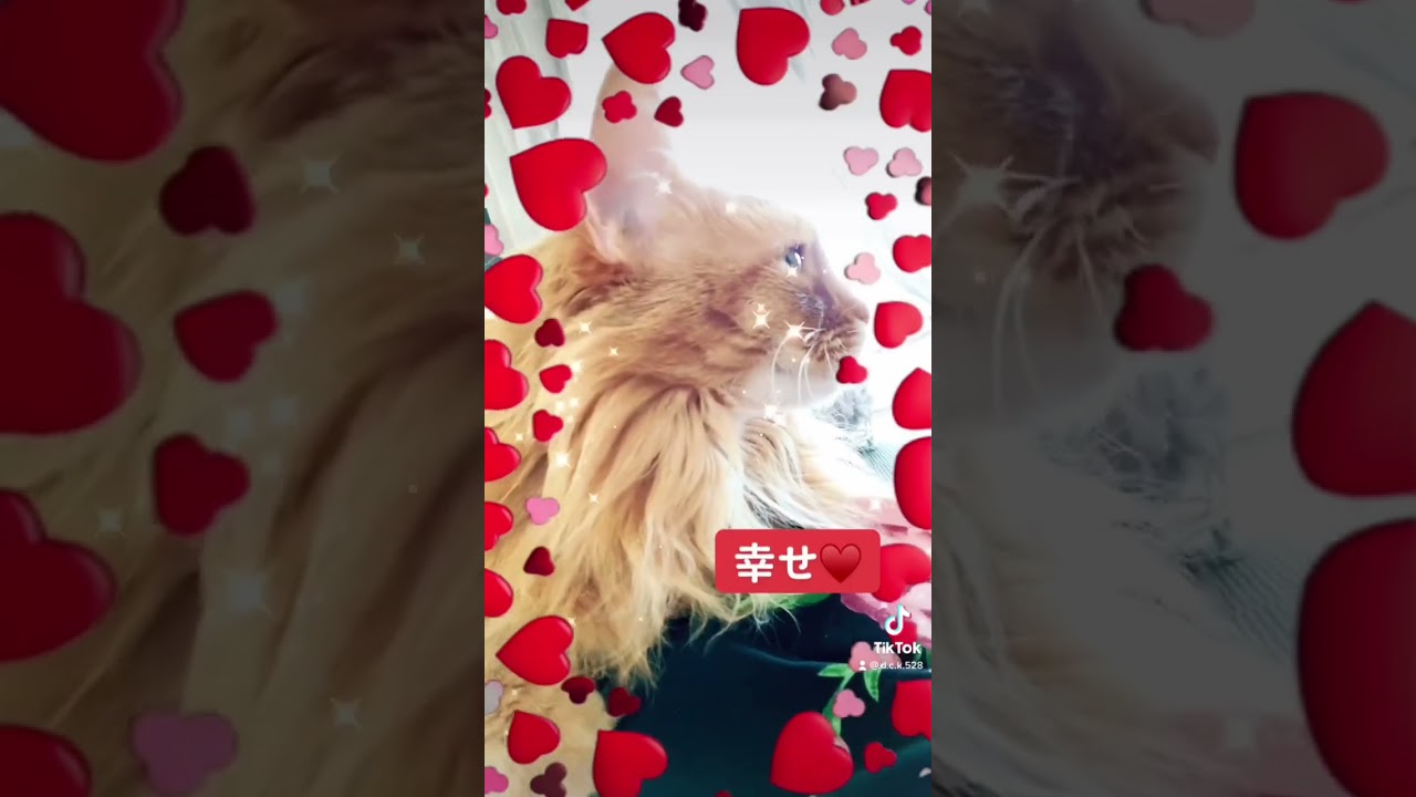 すぐ抱きついてくる【ソマリ】#shorts #ソマリ #ねこ