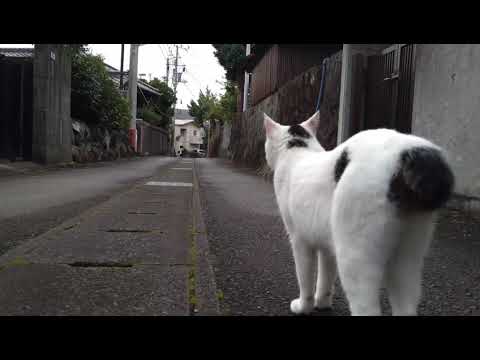【さんぽねこ】お散歩楽しいニャン♪