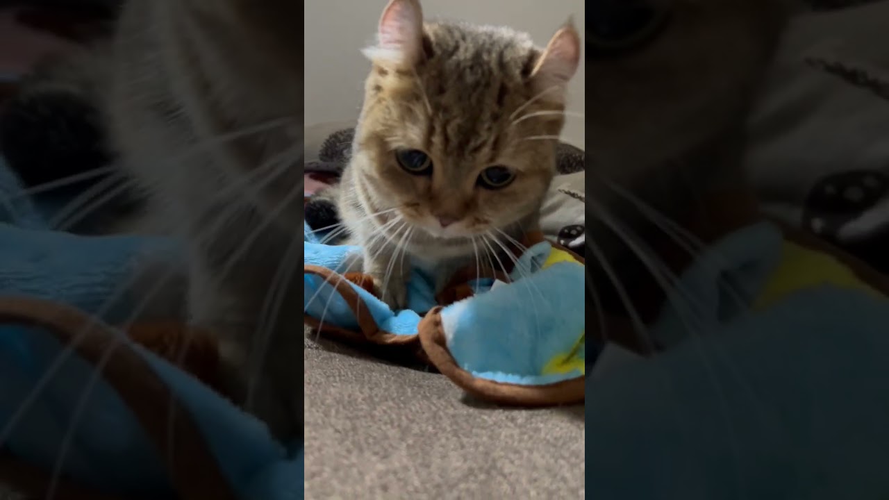 【キンカロー】最近ふみふみ多いな#shorts