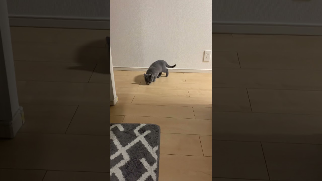 子猫だった頃😅 #猫 #cat #chartreux #シャルトリュー