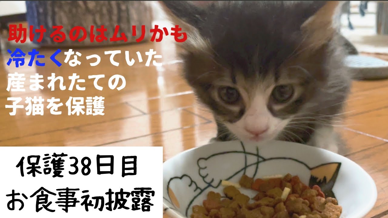 冷たくなっていた子猫の保護、38日目