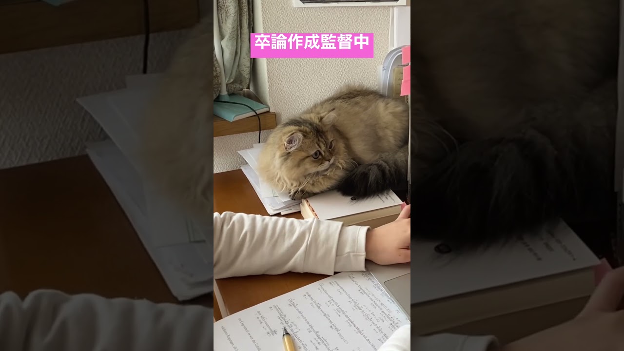 猫が監督員#shorts〜ペルシャ猫