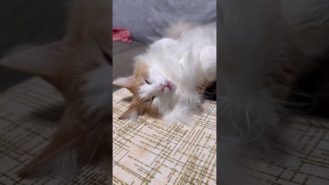爆睡中… ノルウェージャンフォレストキャット #shorts
